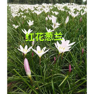 �t���ۻ��[�m �[ɏ �� �׻�����ɏ �²�ɏ �L���m �ر�ֲ����ľ