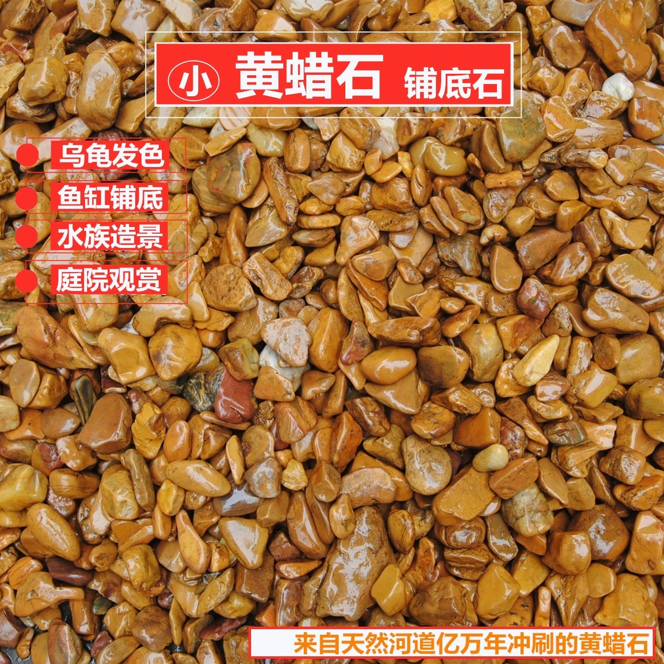 Желтая восковая черепаха для загара