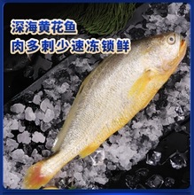 黄花鱼新鲜冷冻大黄鱼鲜活生鲜深海大黄花鱼商用整箱