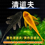 鱼缸清道夫活体清洁吃屎垃圾粪便清理藻类工具鱼热带淡水鱼观赏鱼