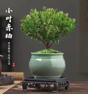 Small-Leaf Red Nan Old Pile Potted Bonsai Mini Plant Indoor Flower Office Desktop Small Green Plant Easy to Grow Shuo