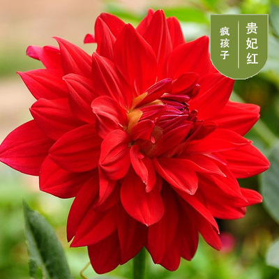 花のダリアの花はボールを植えます。|undefined