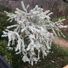 雪花苗盆栽花卉绿植珍珠梅绣线菊庭院大苗喷雪梅树苗耐寒雪柳植物