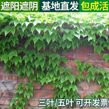 爬山虎爬藤植物苗室外爬墙虎快速爬墙花苗四季盆栽遮阳七彩