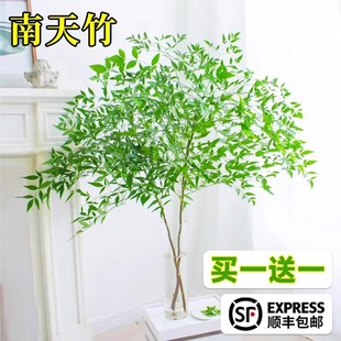 Nantianthus potted hydroponic plant office living room desktop good flowers fresh-cut branches hanging clock good green plants