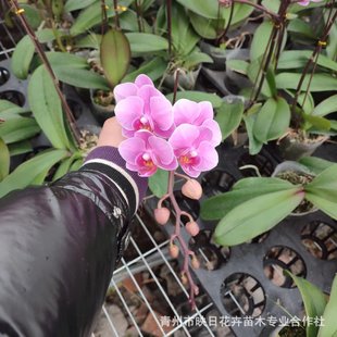 �����m���Ի������l ��������ؐ����M��t�滨����F؛�󸻺�