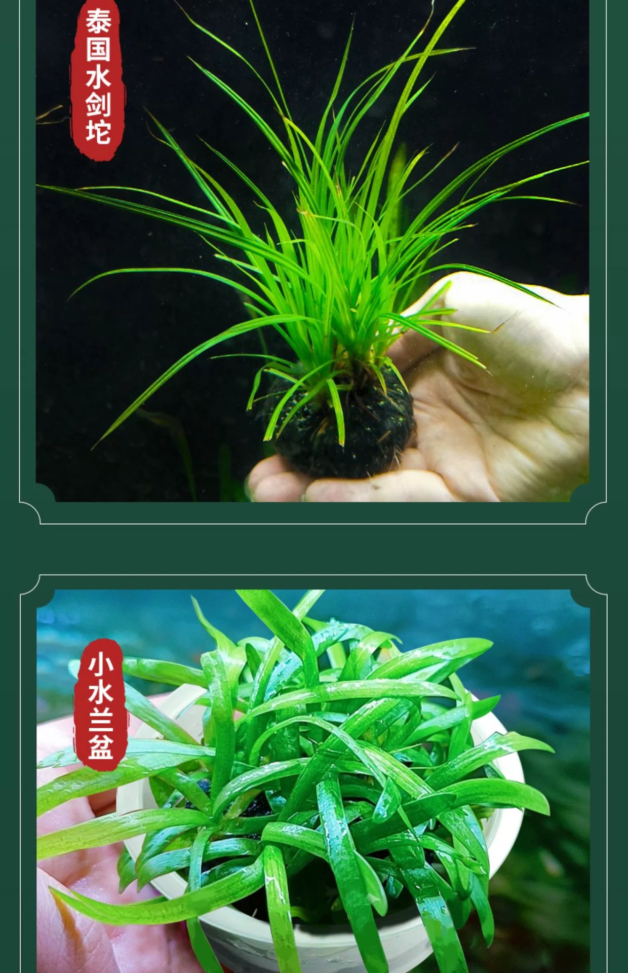 水兰水草大小水兰扭兰龙舌兰细叶水韭菜阴性前后景新手鱼缸造景-阿里巴巴