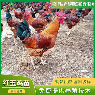 Производители Shandong продают рассаду красного нефрита девять фунтов красного нефритового петуха курицы цыплят