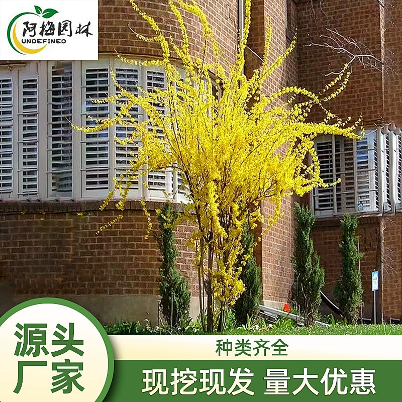 Саженцы желтого тигра Форсистия, саженцы подвесного колокольчика, саженцы золотой полосы, декоративное зеленение двора, ранневесенние цветущие саженцы зеленения.