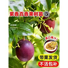 百香果树苗黄金钦蜜9号百香果嫁接爬藤南方种植四季地栽水果树苗