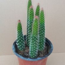 红尾柱好养易活仙人掌类植物盆栽阳台懒人绿植防某射开花