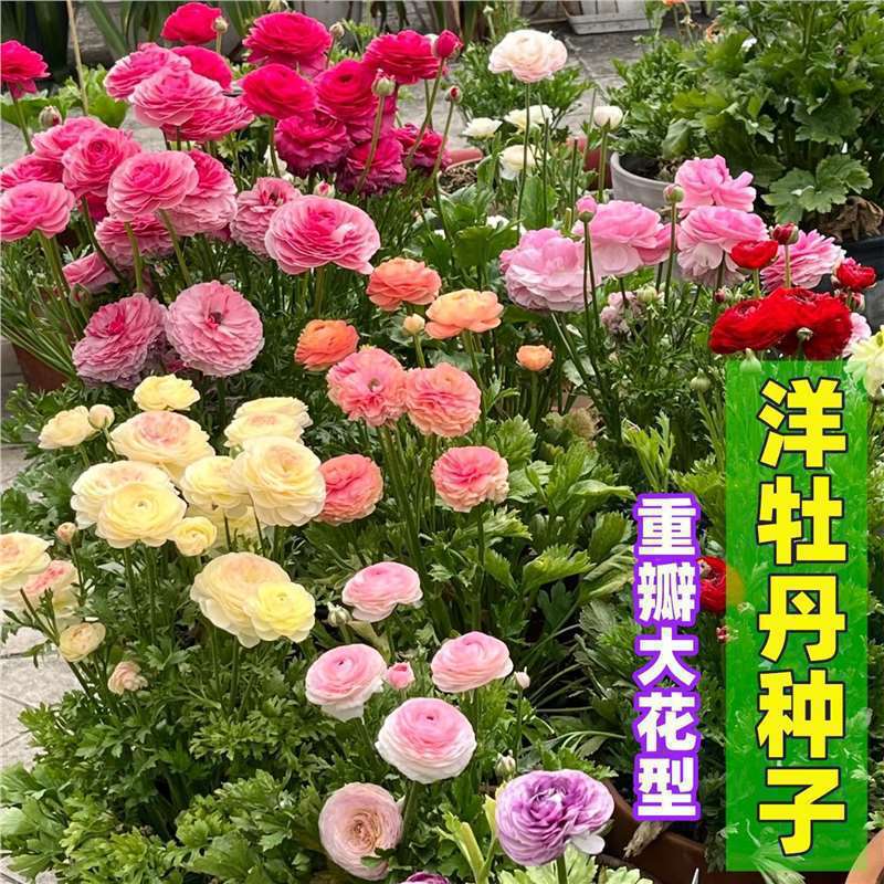 【跨境供货】洋牡丹花毛茛种子重瓣七彩花牡丹种籽四季阳台盆栽花