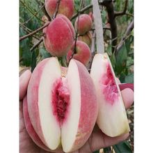 特大冬桃树果苗脆甜冬桃树嫁接苗晚熟映雪巨型冬桃苗南方北方种植