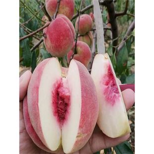 Extra Large Winter Peach Tree Seedlings, Crisp and Sweet Winter Peach Tree Grafted Seedlings, Late Maturing Yingxue Giant Winter Peach Seedlings Planted in the South and North