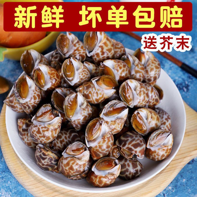 新鲜大花螺 花螺鲜活冷冻 新鲜东风螺海螺海猪螺海鲜水产批发