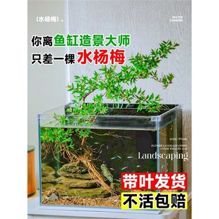 ˮ��÷�~���쾰ˮɼͦˮֲ��ˮ��ԭ����Ϫ�����h֦�Ϙ����Gֲ�辰