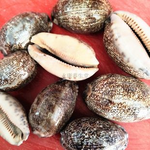 Ұɽ ��ؐ�X  ���� ��ؐ ���� ��ؐ ��ؐ�� �����X 500�˰��]��؛