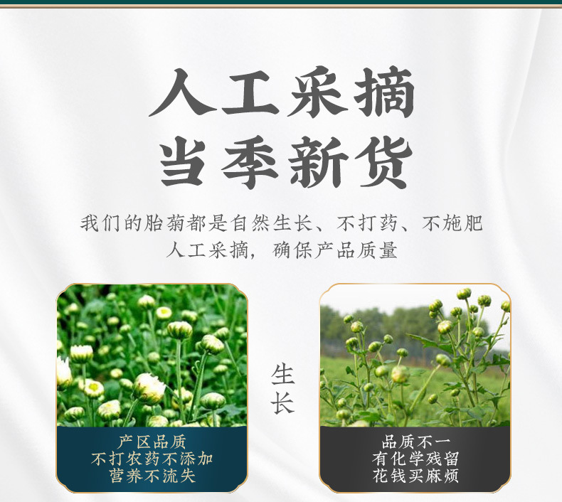 Tai Ju Chrysanthemum Tea Buds Tai Ju Hua Dried Flower Tea 500g Loose Bulk Herbal Tea key features