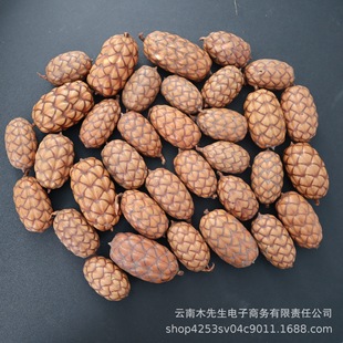 ������Ҭ����Ȼ�ɹ�ֲ������˱�diy��Ȼֲ��[�O���������毟��