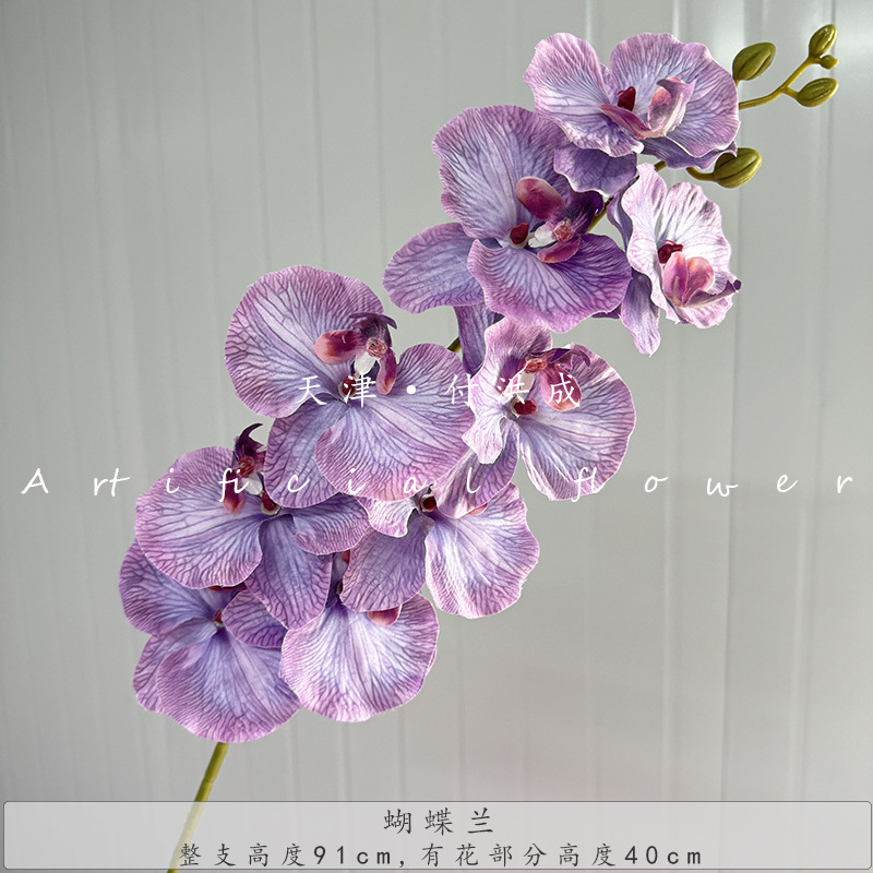 프랑스 호접란-보라색 그라디언트