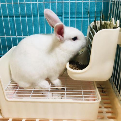 Rabbit toilet rabbit toilet anti-spray pet chinchilla mink guinea pig urinal toilet supplies economical