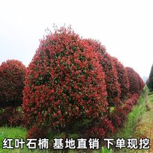 红叶石楠树苗小苗红罗宾火焰红四季常青绿篱花园庭院工程绿化苗木