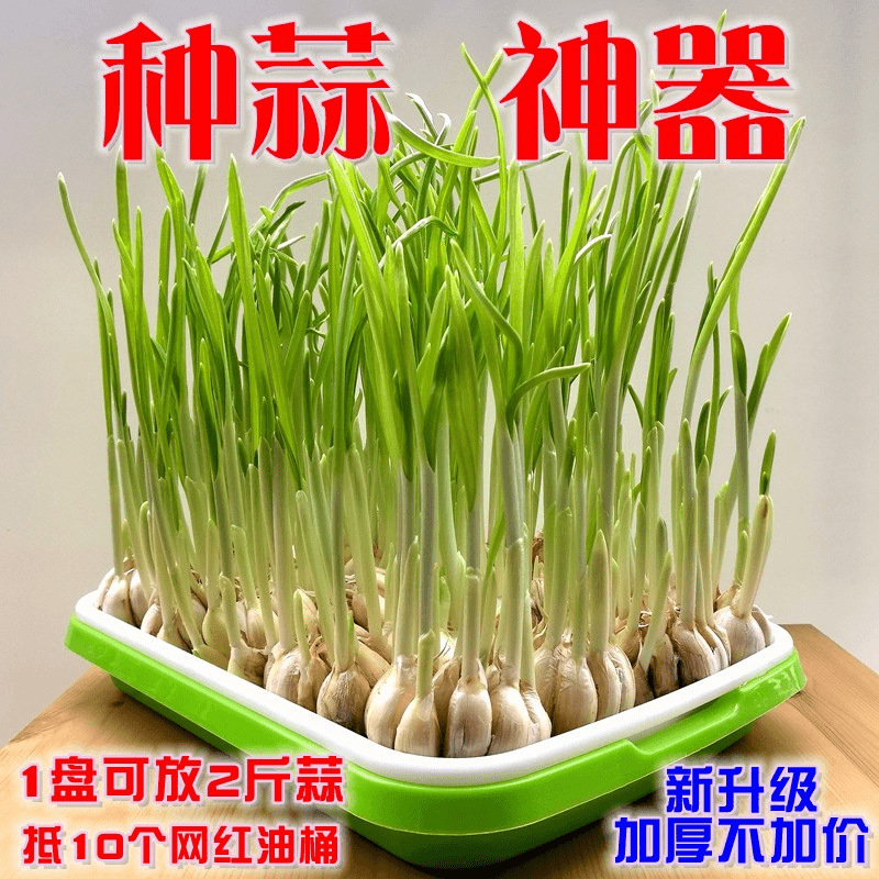 豆芽发芽神器盘家用无土栽培水培小麦苗种植盘芽苗菜育苗盆批发|undefined
