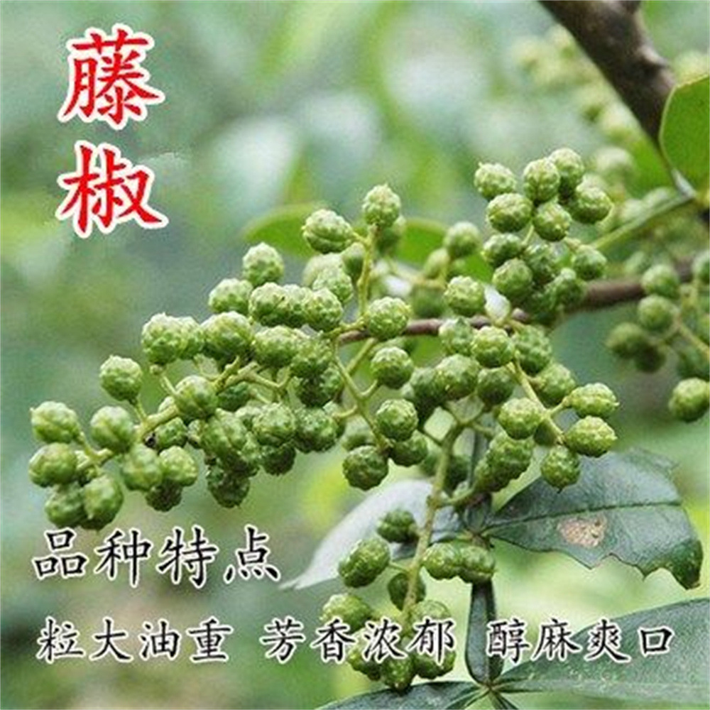 大青椒树九叶青花椒苗树当年结果红花椒大红袍麻椒树食用盆栽地栽