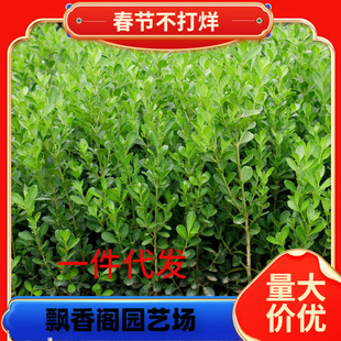 Dropshipping Courtyard Landscaping Melon Seeds Small Leaf Sparrow Tongue Hokkaido Boxwood Wall Saplings Outdoor Cold-Resistant 10