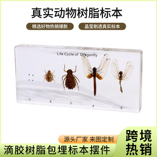 �羳���N�挍����Ș˱�����̌W�̾߄����׃��@С�Y��ҾӔ[��