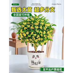 �ļ��𻨘������Ի���ֲ���҃Ȼ���Gֲ�̨�����Ϳ�ʳ�ú��B�_��