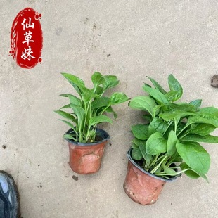 Perennial Florals, Aster Nutrition Cup Seedlings, Garden Flower Bed Ground Cover, Chrysanthemum Greening Landscape, Park Community Ornamental Florals