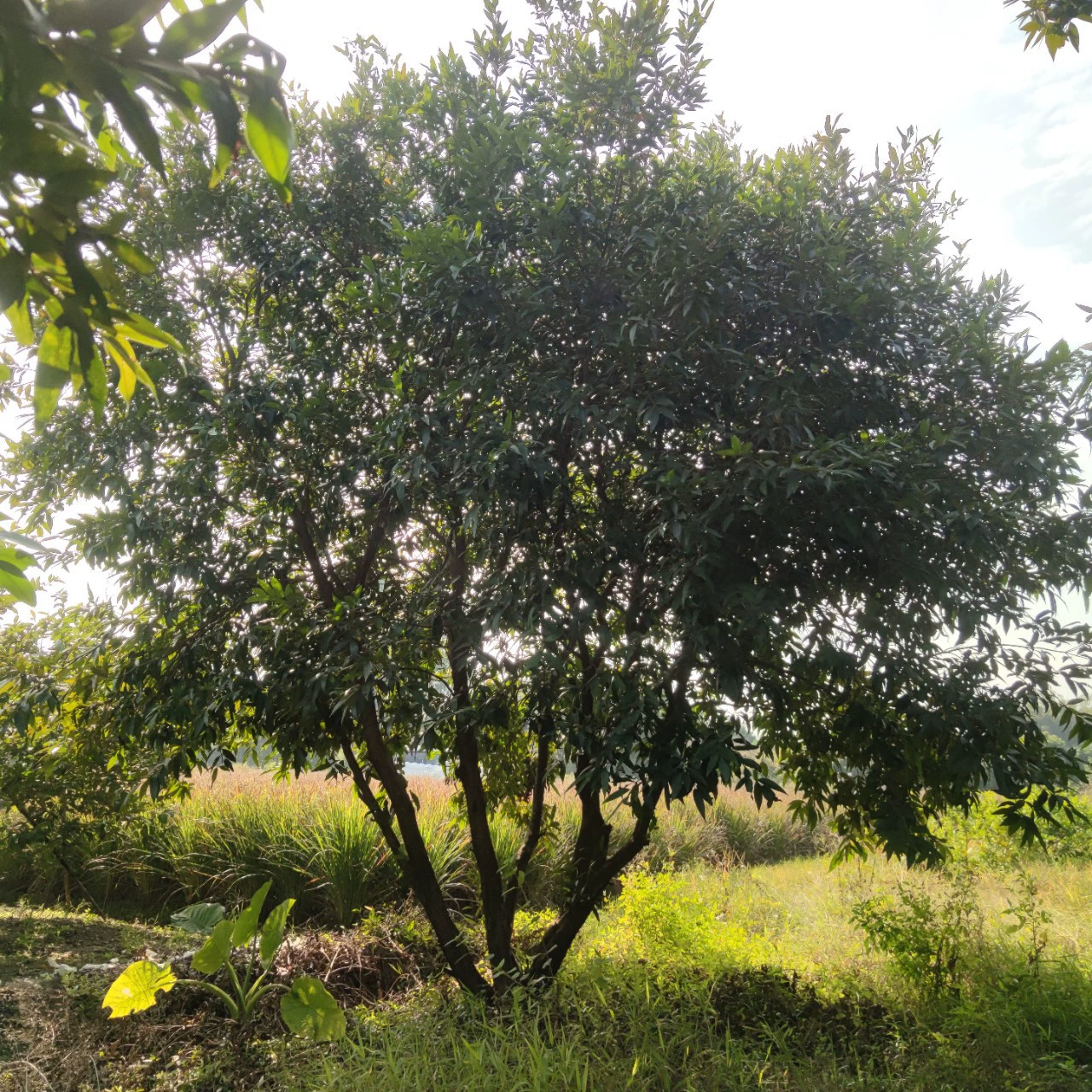 2212 база оптовая поставка полнокоронного персикового дерева высотой 5-7 метров