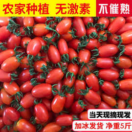 圣女果新鲜小西红柿樱桃小番茄西红柿水果非千禧源头工厂一件批发