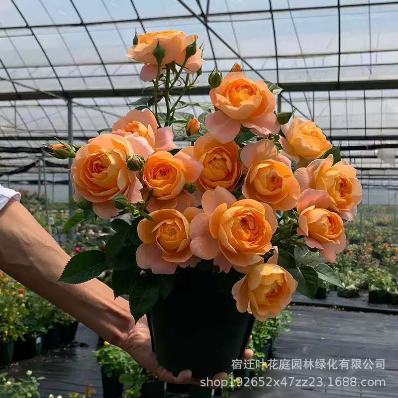 Цветок розы в горшке Розовый сок Балкон Европейская роза с бутоном Большой цветочный аромат Балкон Крытый Четыре сезонных цветения