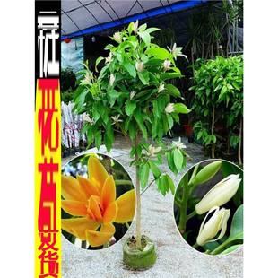 �ļ����m�������S���m�������̨ͥԺ���m�������_���Ϙ�ֲ�ﻨ��