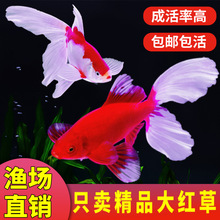 �Lβ��t�ݽ��~��ˮ���B�ͻˮ�^�p�~�\�����w���~���~�ݽ��~��