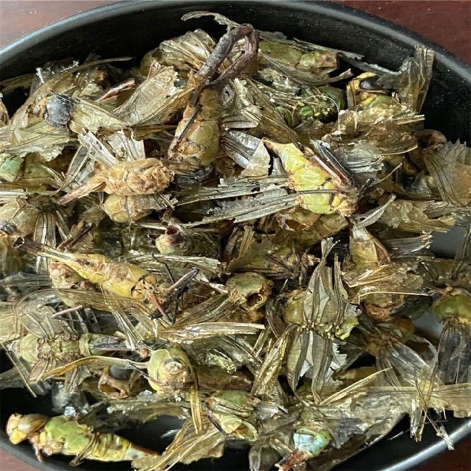 Dragonfly (Anisoptera) Dried Edible Insect — 500g Food-Grade Whole Dragonflies quality and texture