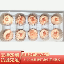 保鲜巧克力奥斯汀永生花3-4CM七夕情人节圣诞节生日礼物变色玫瑰