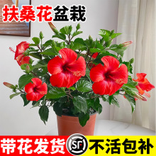 ��ɣ�������ذꎧ�����tɫ�҃��̨ͥԺ�ļ����ܾGֲ����ĵ��ֲ��