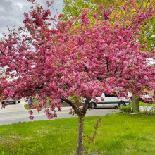 һlĘzĻԻ̨ͥԺNֲG