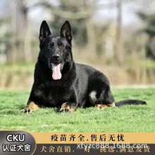 纯种东德牧羊犬幼犬活体批发价格全看家护院放牧牛羊双血统宠物犬