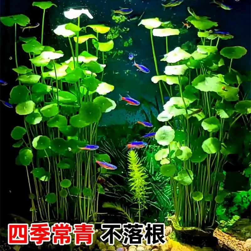 Гидропонные растения с крупными листьями и рыбная ко-культура, аквариум с растениями для ландшафта, очищающие качество воды.