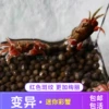 Mutant Mini Colorful Crab