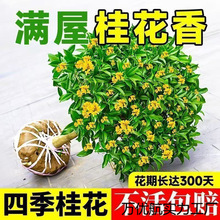 2025�¿��ļ��𻨿�ʳ�û���M�����Թ𻨘�����;Gֲ�҃Ȼ��ܺ�