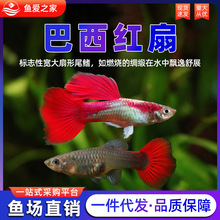 巴西红扇孔雀鱼纯种凤尾鱼直接生小鱼待产下崽狂魔胎生好养耐鱼苗