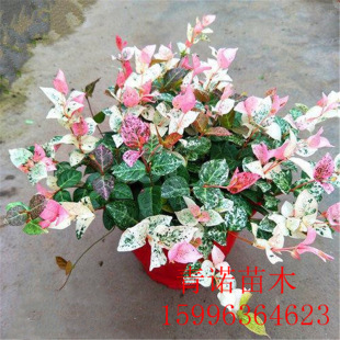 Wholesale Sales of Flower and Leaf Trachelospermum Seedlings, Cold-Resistant and Heat-Resistant Trachelospermum Seedlings, Courtyard Community Vertical Greening, Complete Varieties