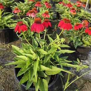 �ɹ���2�Ӂ��� ���F�� ���F�� ���ɹ��� �����^�p�ͻ��� ������ľ