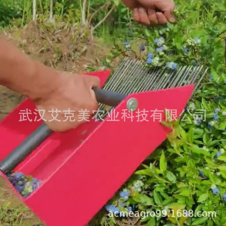 Blueberry picker 1