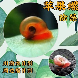 Apple Snail Fish Tank Grass Tank Tool Golden Malay Mysterious Algae Removal Ornamental Snail Aquarium Freshwater Pet Snail Live